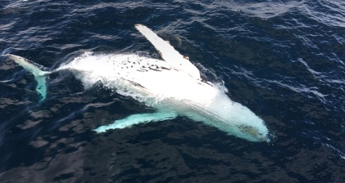 Blue Whale