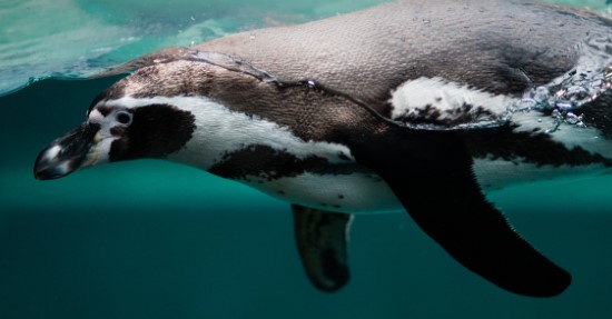 Penguin