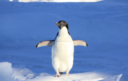 Penguin