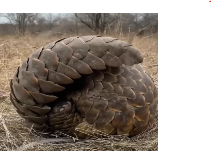 Pangolins