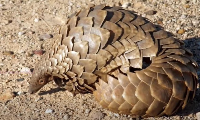 Pangolins