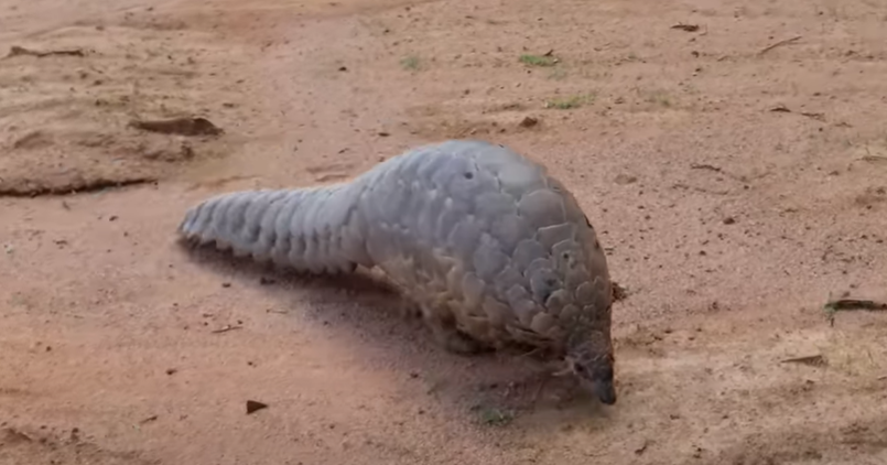 Pangolins are the world's only scaly mammal