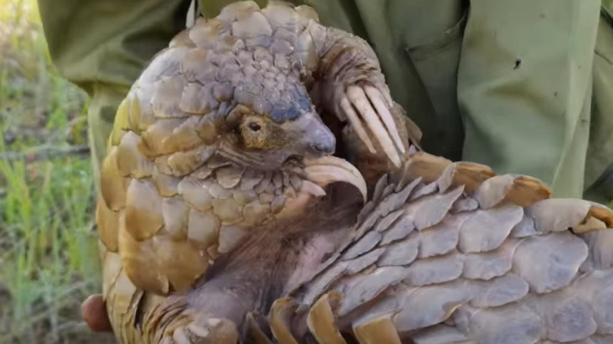 Pangolins