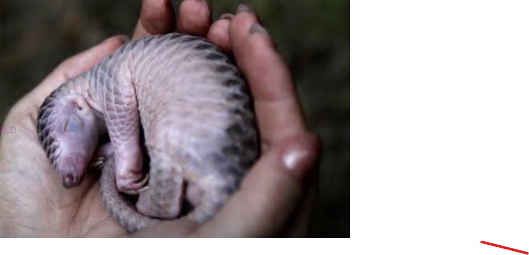 The most trafficked mammal in the world