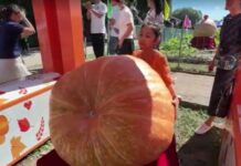 457 किलो का विशाल कद्दू बना आकर्षण, देखने उमड़ी लोगों की भीड़ 457kg pumpkin in beijing.