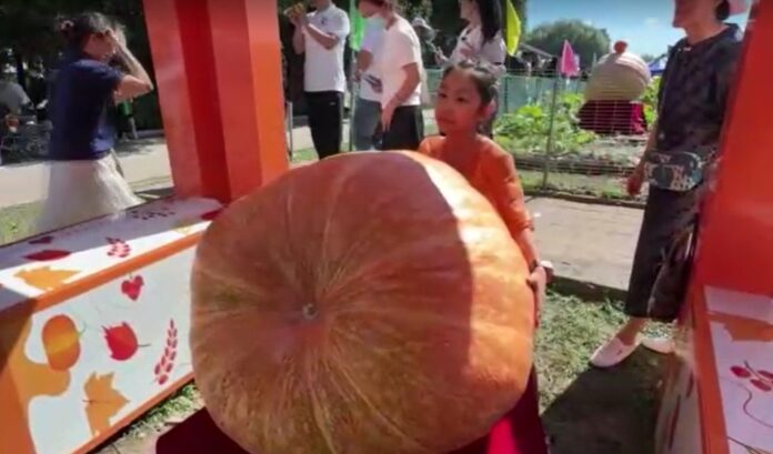 457kg pumpkin in beijing.