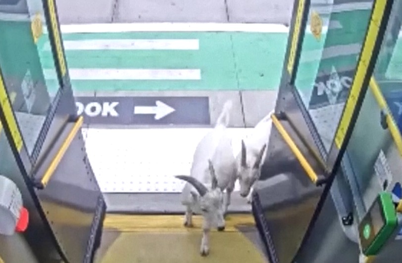 Goats gets inside the buss in Portland